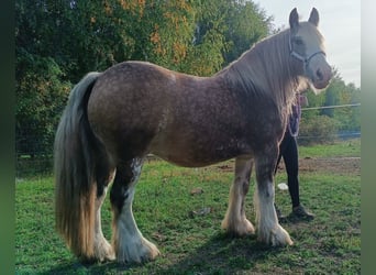 Tinker, Wałach, 8 lat, 145 cm, Izabelowata