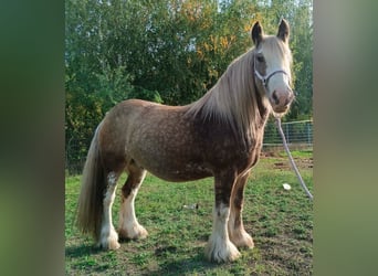 Tinker, Wałach, 8 lat, 145 cm, Izabelowata