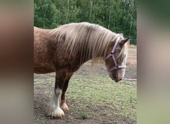 Tinker, Wałach, 8 lat, 145 cm, Izabelowata