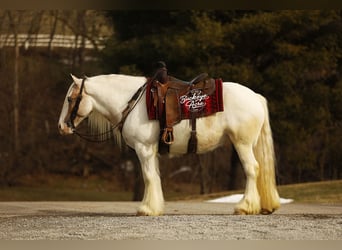 Tinker, Wałach, 8 lat, 150 cm, Tobiano wszelkich maści