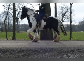 Tinker, Wałach, 8 lat, 151 cm, Srokata