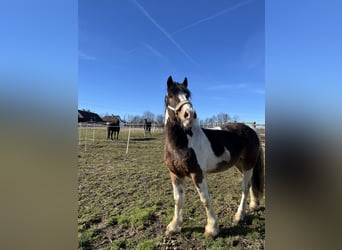 Tinker Mix, Wałach, 8 lat, 164 cm, Srokata