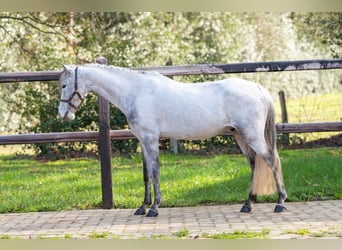 Tinker, Wałach, 9 lat, 118 cm