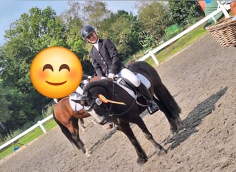 Tinker, Wałach, 9 lat, 128 cm, Kara