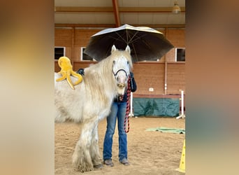 Tinker, Wałach, 9 lat, 135 cm, Srokata