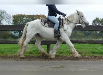 Tinker, Wałach, 9 lat, 139 cm, Siwa