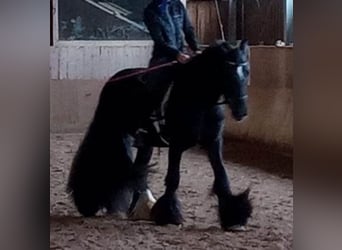 Tinker, Wałach, 9 lat, 145 cm, Kara