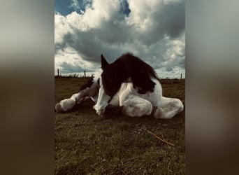 Tinker, Wałach, 9 lat, 155 cm, Tobiano wszelkich maści