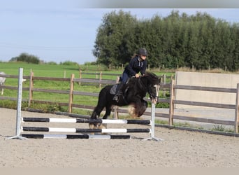 Tinker, Wałach, 11 lat, 126 cm, Kara