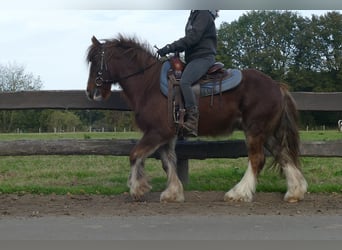 Tinker, Wałach, 11 lat, 136 cm, Kasztanowata