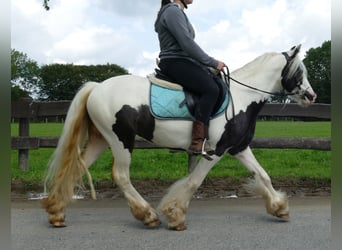 Tinker, Wałach, 3 lat, 134 cm, Srokata