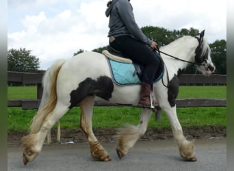 Tinker, Wałach, 3 lat, 134 cm, Srokata