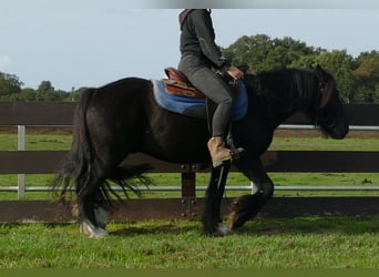 Tinker, Wałach, 3 lat, 143 cm, Kara