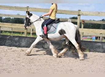 Tinker, Wałach, 4 lat, 132 cm, Srokata
