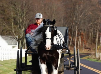 Tinker, Wałach, 4 lat, 142 cm, Tobiano wszelkich maści