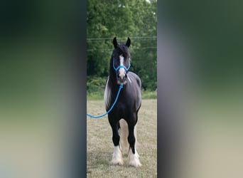 Tinker, Wałach, 4 lat, 145 cm