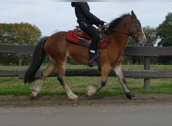 Tinker, Wałach, 5 lat, 138 cm, Gniada