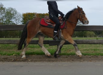 Tinker, Wałach, 5 lat, 138 cm, Gniada