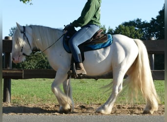 Tinker, Wałach, 5 lat, 138 cm, Siwa