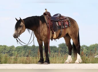 Tinker Mix, Wałach, 5 lat, 142 cm, Jelenia