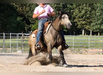 Tinker Mix, Wałach, 5 lat, 142 cm, Jelenia