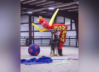 Tinker, Wałach, 5 lat, 150 cm, Kara