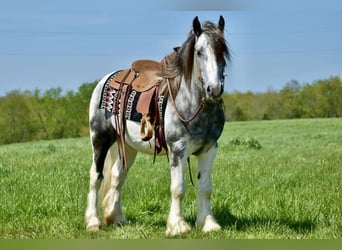 Tinker, Wałach, 5 lat, 150 cm, Siwa jabłkowita