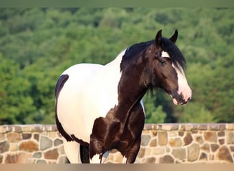 Tinker, Wałach, 5 lat, 157 cm