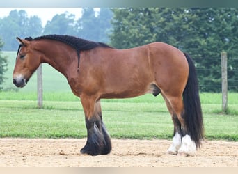 Tinker Mix, Wałach, 6 lat, 150 cm, Gniada