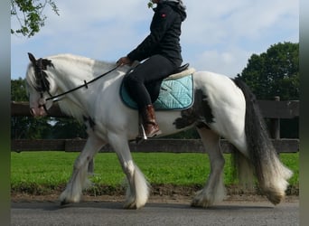 Tinker, Wałach, 7 lat, 134 cm, Srokata