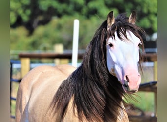 Tinker, Wałach, 7 lat, 137 cm, Jelenia