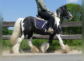 Tinker, Wałach, 8 lat, 128 cm, Srokata