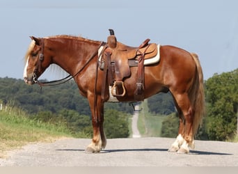 Tinker Mix, Wałach, 8 lat, 137 cm, Cisawa