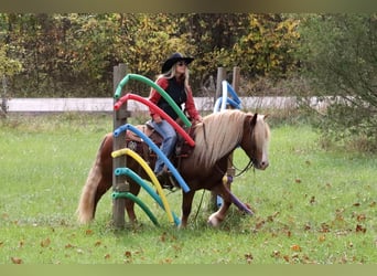 Tinker Mix, Wałach, 8 lat, 137 cm, Cisawa