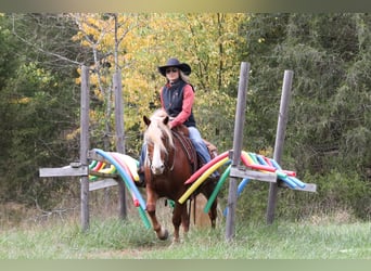 Tinker Mix, Wałach, 8 lat, 137 cm, Cisawa