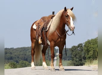 Tinker Mix, Wałach, 8 lat, 137 cm, Cisawa