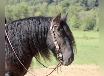 Tinker, Wałach, 9 lat, 135 cm, Kara