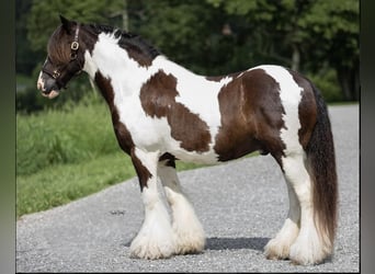 Tinker, Wałach, 9 lat, 145 cm, Tobiano wszelkich maści
