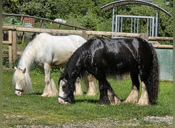 Tinker, Wallach, 10 Jahre, 126 cm, Schimmel