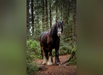 Tinker, Wallach, 10 Jahre, 126 cm, Schimmel