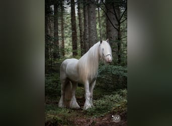 Tinker, Wallach, 10 Jahre, 126 cm, Schimmel