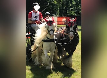 Tinker, Wallach, 10 Jahre, 126 cm, Schimmel