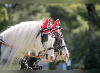Tinker, Wallach, 10 Jahre, 126 cm, Schimmel
