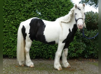 Tinker, Wallach, 10 Jahre, 128 cm, Schecke