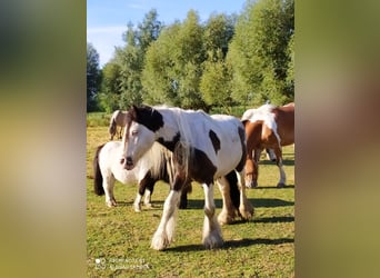 Tinker, Wallach, 10 Jahre, 128 cm, Schecke