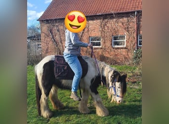 Tinker, Wallach, 10 Jahre, 128 cm, Schecke