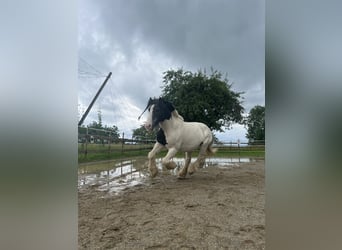 Tinker, Wallach, 10 Jahre, 130 cm, Schecke
