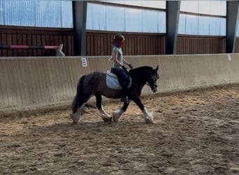 Tinker, Wallach, 10 Jahre, 130 cm, Schwarzbrauner