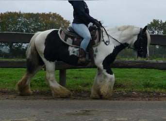 Tinker, Wallach, 10 Jahre, 133 cm, Schecke