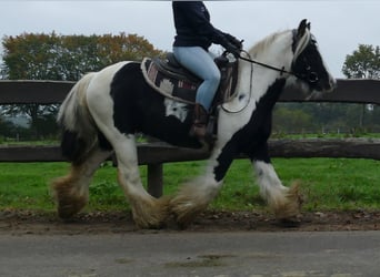 Tinker, Wallach, 10 Jahre, 133 cm, Schecke